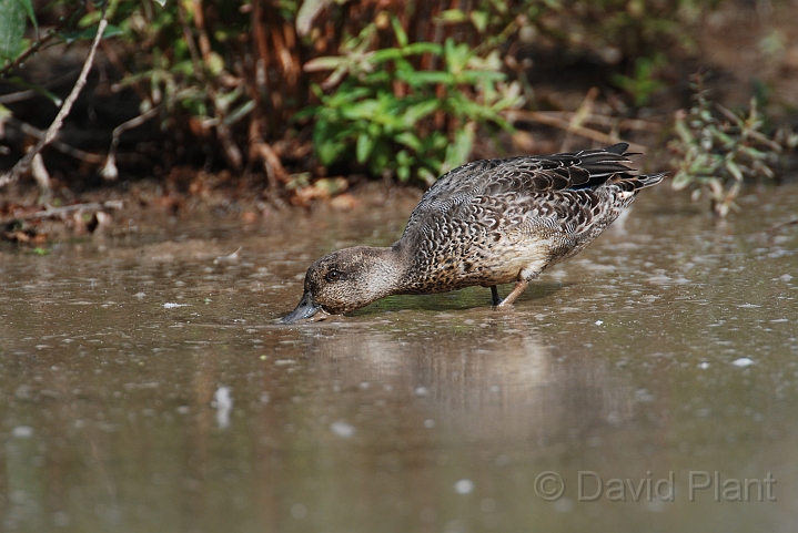 Teal female - B.JPG - Teal, female - Slimbridge